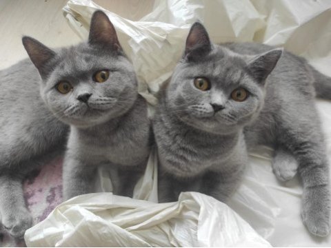 British shorthair yavrular