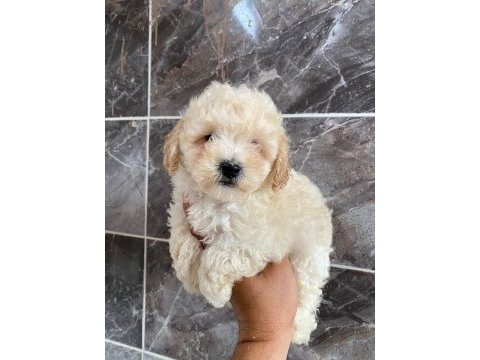 Orjinal maltipoo yavrular