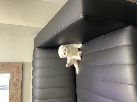 2 aylık dişi scottish fold
