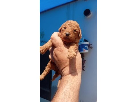 Toy poodle köpeği