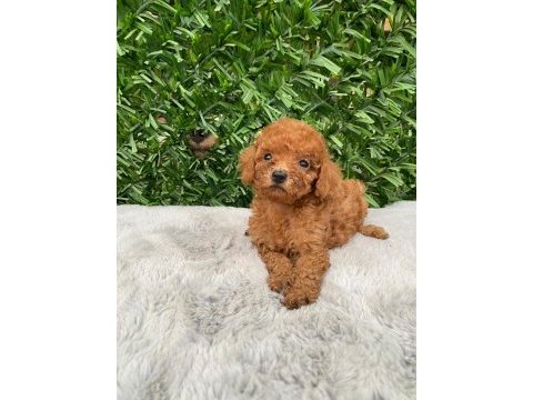 Toy poodle bebekler