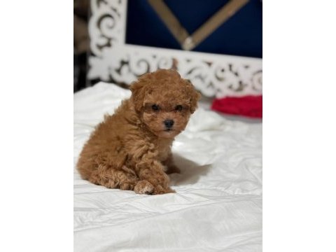 Teddy face poodle 