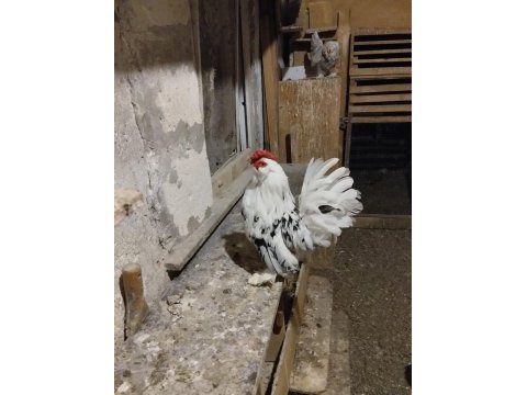 Orijinal ispenç horoz
