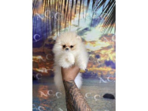 Irk sağlık garanti pomeranian
