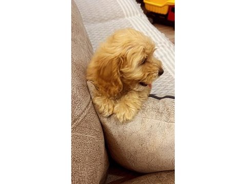 Güzel kızımız kaju maltipoo