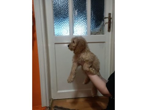 Eğitimli toy poodle