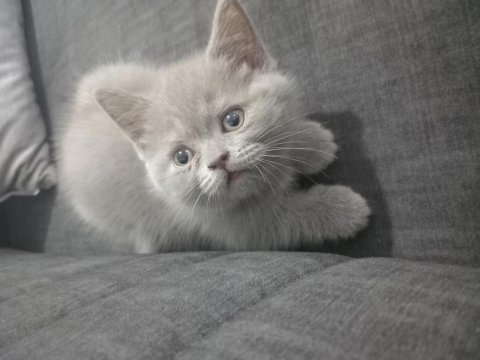 Minik kedilerim british shorthair
