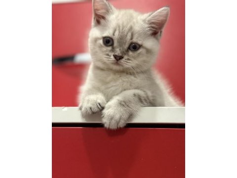 Uyguna lynx british shorthair yavrularımız