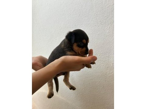 Minyatür pinscher safkan