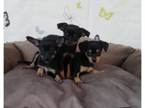 Minyatür pinscher bebekler
