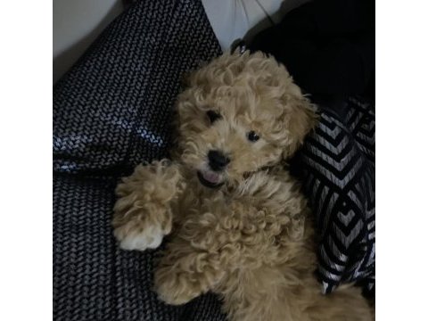 Maltipoo bebek