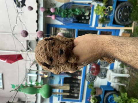 Orijinal toy poodle yavrularımız