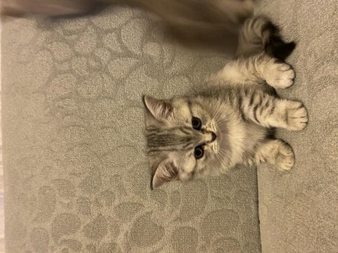 1.5 aylık dişi british shorthair silver