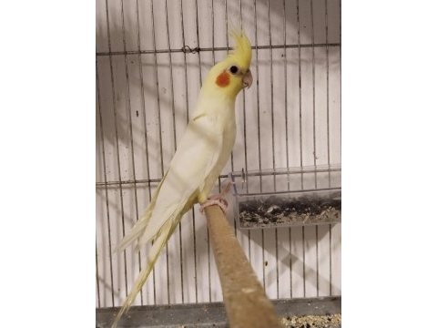 Damızlık erkek ve dişi takım sultan papağanlar