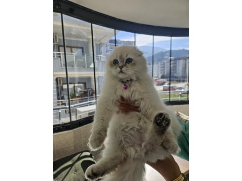 Scottish fold blue point beyaz