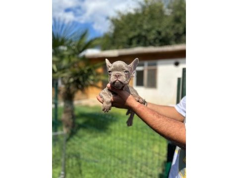 Mükemmel kalite french bulldog yavru