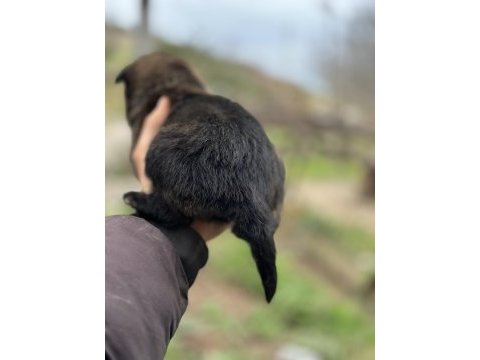 Kaliteli orjinal belçika kurdu isteyenler