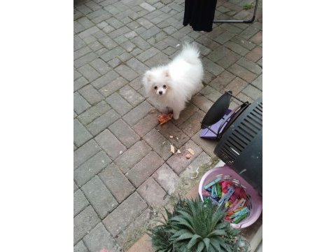 6 aylık pomeranian
