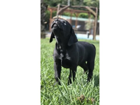 Üst kalite labrador retriever yavruları muhteşem formda
