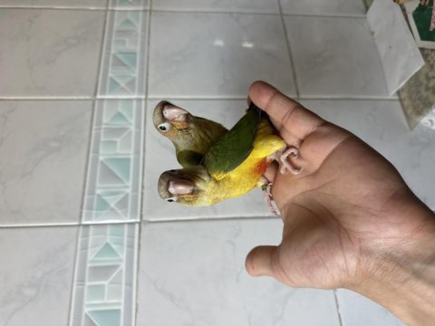 El besleme konur papağanı