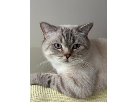Çok tatlı ve uysal british longhair