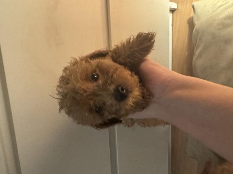 2 aylık toy poodle yavruları