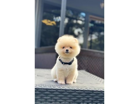 Sağlık ve ırk garantili pomeranian