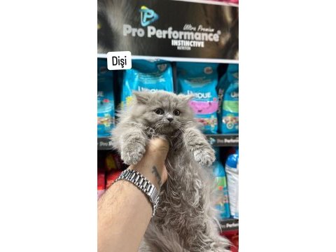 Üst kalite british longhair yavru bebekler