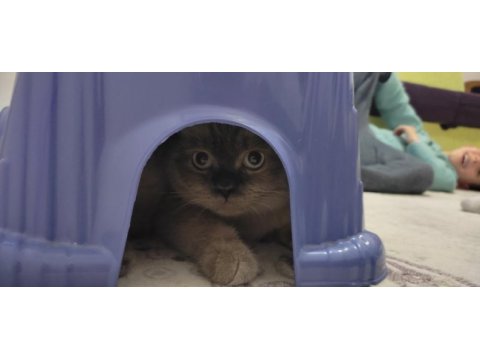 British longhair blue point cinsi 9 aylık erkek