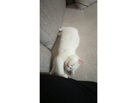 Scottish fold yavru kedimiz