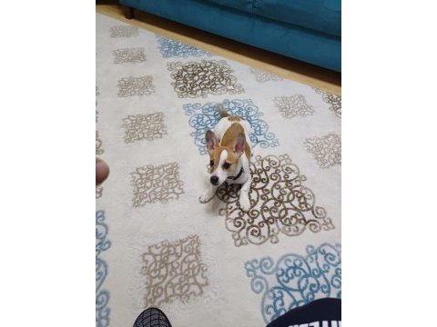 6 aylık terrier yavrumuz