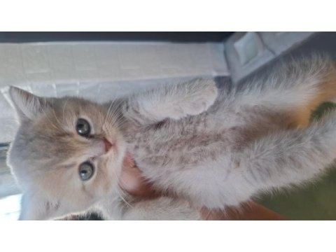 35 günlük oyuncu yavru kediler