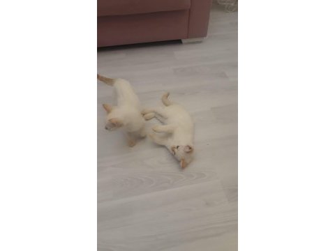 Sevimli british longhair kediler