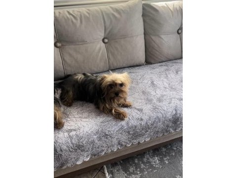 Safkan yorkshire terrier dişi