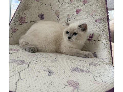 Bal küpü tatlı scottish fold