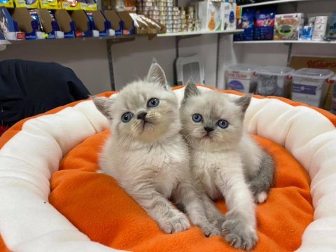 A kalite orjinal british shorthair yavrular