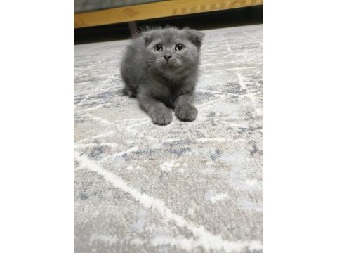 2 aylık scottish fold yavrularımız