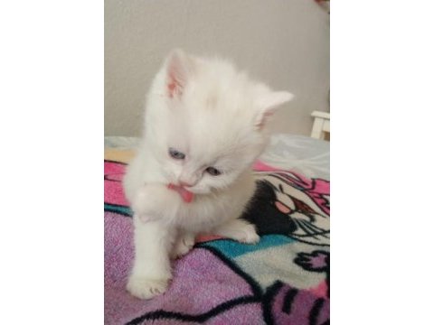 Son beyaz ayı surat british shorthair bebeğimiz