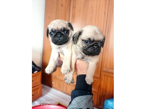 Pug erkek ve dişi yavru