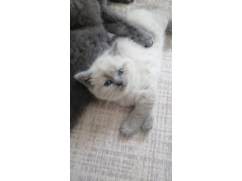 Bebiş kedilerim