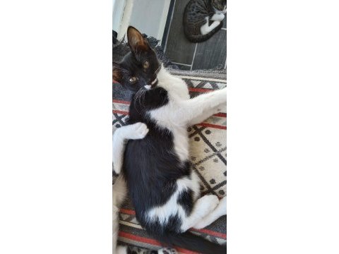 Çekingen kedidir ama sevdimi tam seviyor
