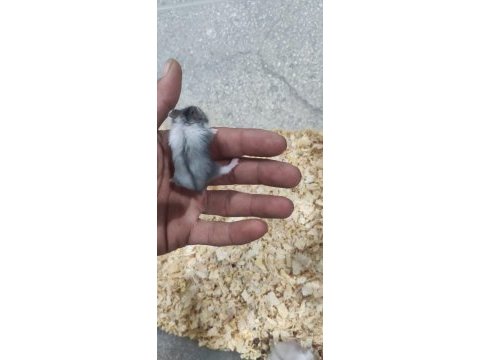 Ele alışkın gonzales hamster yavruları