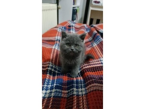 Ailevi nedenlerden dolayı satılıkkedimiz