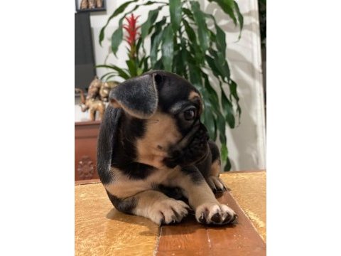 Egzotik french bulldog bebekleri