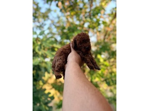 Poodle kıvırcıklarımız yeni ailelerini bekliyor
