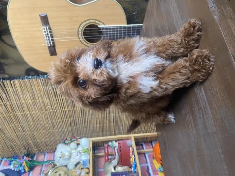 Mini boy maltipoo oğlumuz