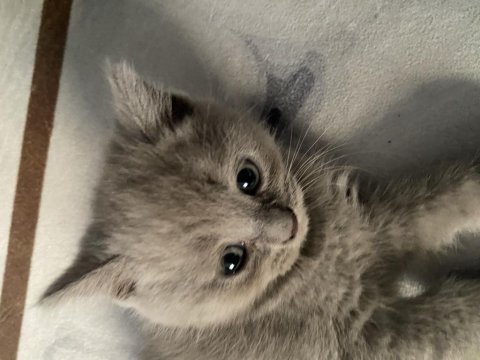 Sevimli british shorthair yavrularımız (erkek)