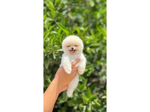 Mersinin en seçkin pomeranian yavruları