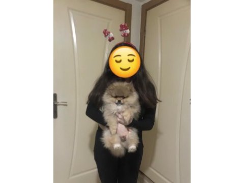 Teddy bear safkan erkek pomeranian