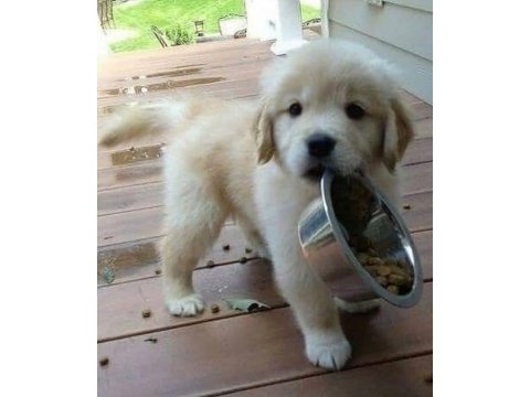 Türkiyenin en güvenilir çiftliğinden golden retriever